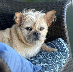 Un Chussel allong&eacute; et regardant vers la cam&eacute;ra 