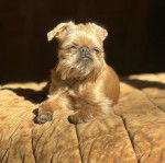 Un Chussel allong&eacute; sur un lit et semblant d&eacute;tendu 