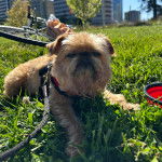 Un Chussel allong&eacute; sur un terrain herbeux et qui est tenu en laisse 