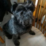 Un Chussel assis sur une chaise et semblant d&eacute;tendu 