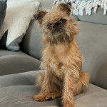 Un Chussel assis sur un canap&eacute; 