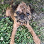 Un Chussel allong&eacute; sur un terrain herbeux et qui est tenu en laisse 