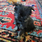 Un Chussel assis sur un tapis et regardant vers la cam&eacute;ra 