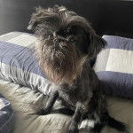 Un Chussel assis sur un lit et semblant d&eacute;tendu 