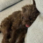 Un Chussel allong&eacute; sur un canap&eacute; et tirant la langue 