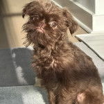 Un Chussel assis sur un canap&eacute; et semblant d&eacute;tendu 