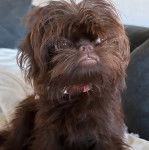 Un Chussel allong&eacute; sur un canap&eacute; et portant un collier autour du cou