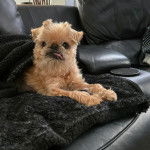 Un Chussel allong&eacute; sur un canap&eacute; et semblant d&eacute;tendu