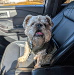 Un Chussel assis sur le si&egrave;ge d'une voiture et portant un habit pour chien 