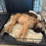 Un Chussel allong&eacute; dans une cage et semblant dormir 