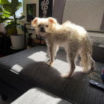 Un Chussel sur un canap&eacute; et semblant d&eacute;tendu 