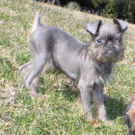 Un Chussel sur une surface herbac&eacute;e et regardant vers la cam&eacute;ra 