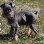 Un Chussel sur une surface herbac&eacute;e et semblant d&eacute;tendu 