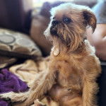 Un Chussel assis et portant un collier autour du cou