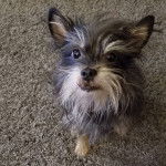 Un Chussel assis sur une moquette et semblant d&eacute;tendu