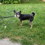 Un Chussel sur une surface herbac&eacute;e et regardant vers la cam&eacute;ra