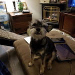 Un Chussel assis et semblant d&eacute;tendu 