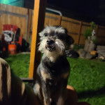 Un Chussel assis sur les jambes d'une personne 