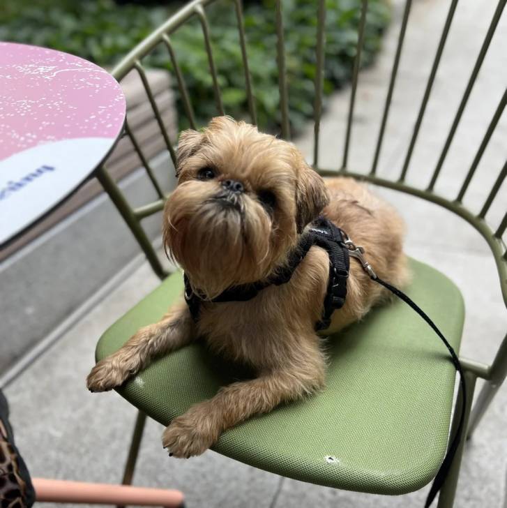 Un Chussel allongé sur une chaise et qui est tenu en laisse 