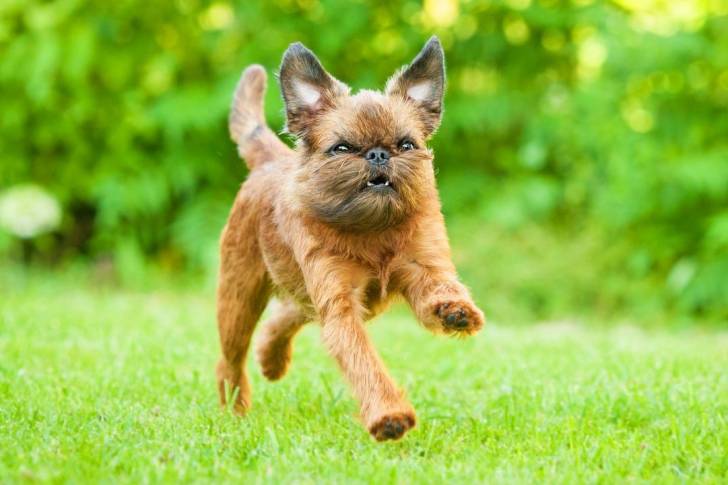 Un Chussel courant sur une surface herbacée 