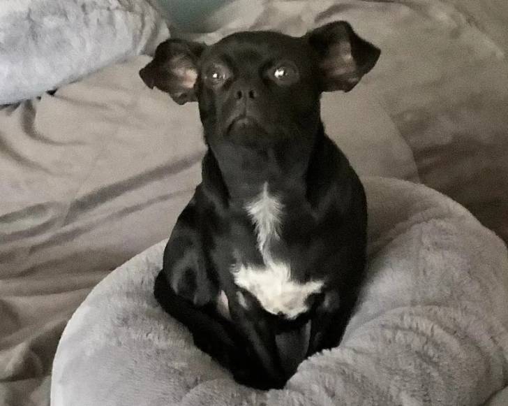 Un Chussel assis dans un panier et semblant détendu