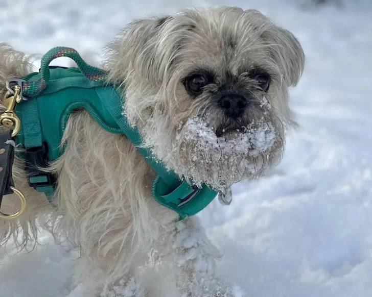 Un Chussel sur une surface enneigée et portant un harnais 