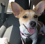 Un Chorgi tirant la langue et portant un collier autour du cou