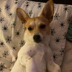 Un Chorgi allongé sur un lit et regardant vers la caméra