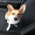 Un Chorgi assis sur le siège d'une voiture et portant un collier autour du cou