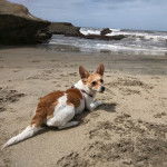 Un Chorgi allongé sur une surface sableuse et portant un collier autour du cou