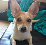 Un Chorgi allongé sur un canapé et regardant vers la caméra