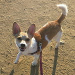 Un Chorgi sur une surface sableuse et qui est tenu en laisse 