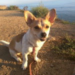 Un Chorgi assis sur une surface sableuse et qui est tenu en laisse 