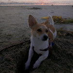 Un Chorgi allongé sur une surface sableuse et qui est tenu en laisse 