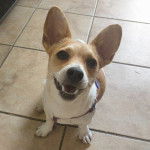 Un Chorgi assis sur un sol carrelé et portant un harnais 