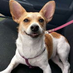 Un Chorgi allongé sur le siège d'une voiture et qui est tenu en laisse