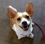 Un Chorgi assis sur une surface bétonnée et qui est tenu en laisse
