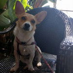 Un Chorgi assis sur une chaise et qui est tenu en laisse 