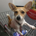Un Chorgi dans un caddie et qui est tenu en laisse 