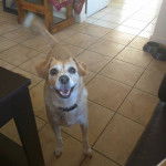 Un Chorgi sur un sol carrelé et portant un collier autour du cou