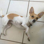 Un Chorgi allongé sur un sol carrelé et portant un collier autour du cou