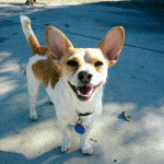 Un Chorgi sur une surface bétonnée et portant un collier autour du cou