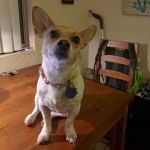 Un Chorgi assis sur une table et portant un collier autour du cou