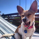 Un Chorgi assis dans un hamac et portant un collier autour du cou 