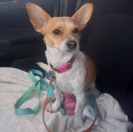 Un Chorgi assis sur le siège arrière d'une voiture et qui est tenu en laisse 