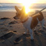 Un Chorgi sur un sol sableux et qui est tenu en laisse 