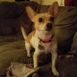 Un Chorgi sur un canapé et portant un collier autour du cou