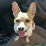 Un Chorgi tirant la langue et portant un collier autour du cou