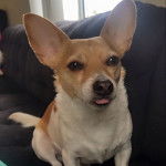 Un Chorgi assis sur un canapé et tirant la langue 