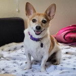 Un Chorgi tirant la langue et portant un collier autour du cou